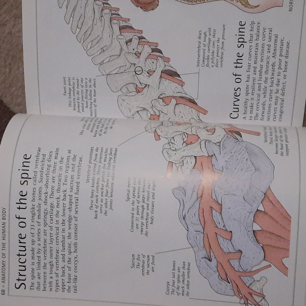 Human Body Book - Picture 6 of 8